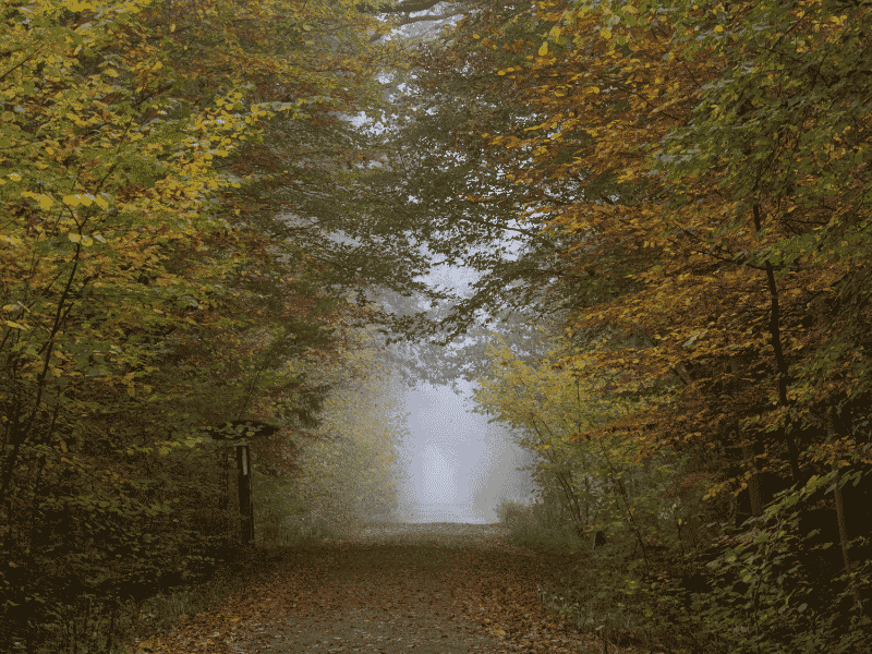 Een bospad dat tussen goudgele en oranje herfstbomen verdwijnt in de ochtendmist